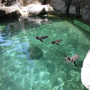 Humboldt Penguins