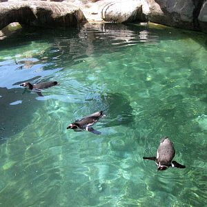 Humboldt Penguins