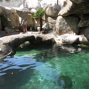 Keeper Cleaning Penguin Exhibit