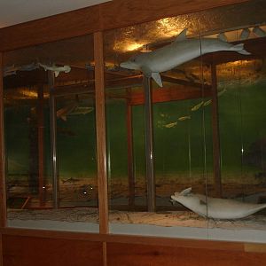 Museum diorama - dolphins/ under sea
