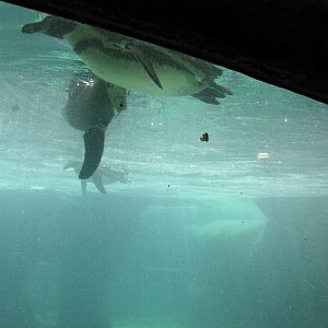 Humboldt Penguin Underwater Viewing