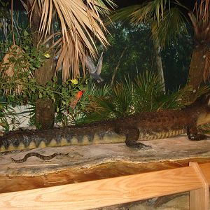 Museum diorama - reptiles