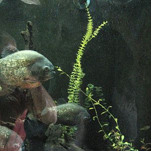 Red-bellied Piranha
