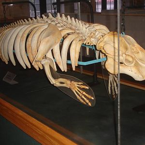 Manatee Skeleton