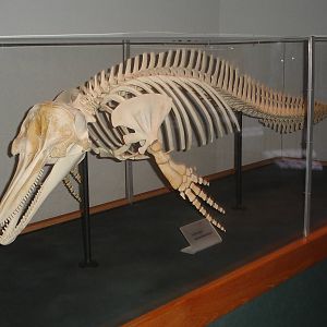 Dolphin Skeleton