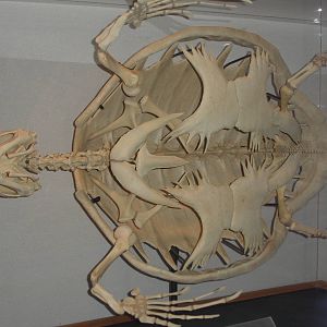 Sea Turtle Skeleton