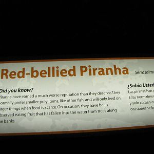 Red-bellied Piranha Signage