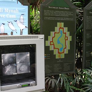 Southeast Asian Birds Aviary