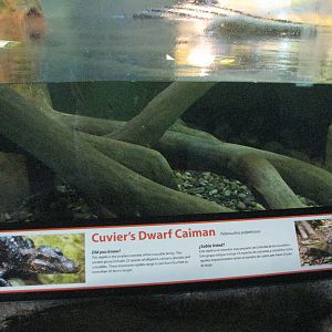 Cuviers Dwarf Caiman Exhibit