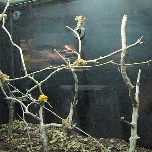 Eyelash Viper Exhibit