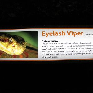 Eyelash Viper Signage
