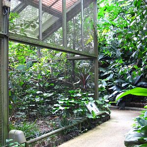 Southeast Asian Birds Aviary