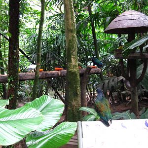 Southeast Asian Birds Aviary