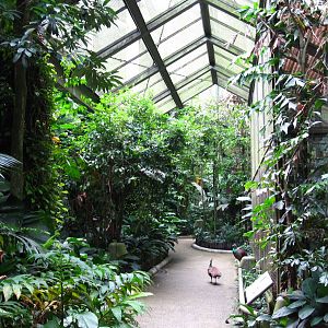 Southeast Asian Birds Aviary
