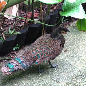 Southeast Asian Birds Aviary
