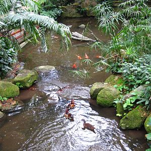 Southeast Asian Birds Aviary