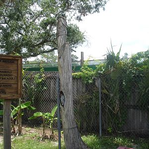 Mystery animal carved in the tree