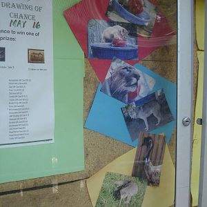 Bulletin Board - photos of animals