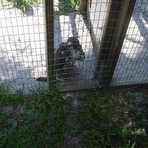 Whizzer, the Red Tailed Hawk