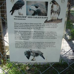 Whizzer, the Red Tailed Hawk story sign
