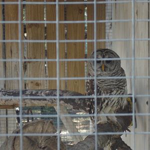 Barred Owl