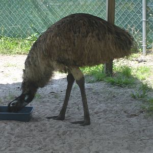 Kokomu - Emu