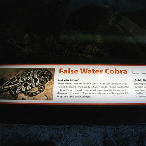 False Water Cobra Signage