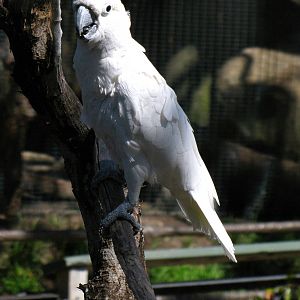 Sulphur-crested Cockatoo