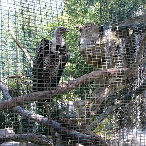Ruppells Griffon Vulture