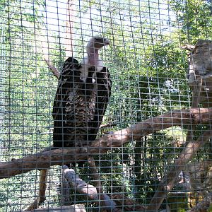 Ruppells Griffon Vulture