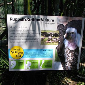 Ruppells Griffon Vulture Signage