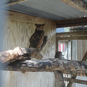 Great Horned Owl