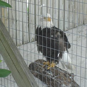 Bald Eagle