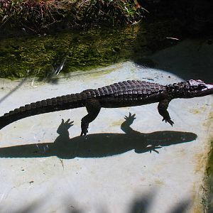 Chinese Alligator