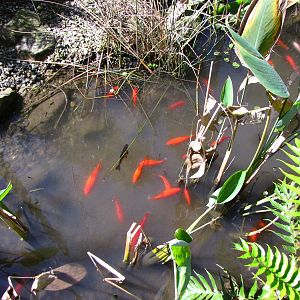 Wings of Asia Koi Pond