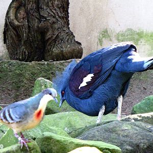 Bleeding Heart Pigeon and Blue Crowned Pigeon