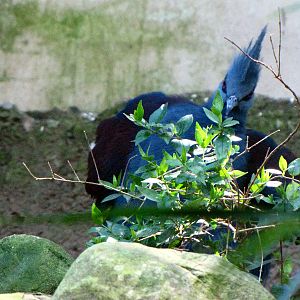 Blue Crowned Pigeon - Wings of Asia Aviary