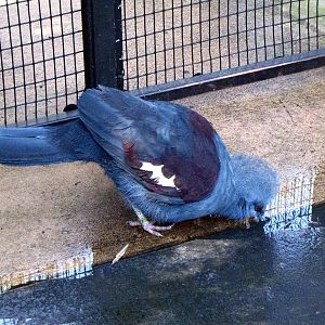 Blue Crowned Pigeon - Wings of Asia Aviary
