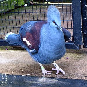 Blue Crowned Pigeon - Wings of Asia Aviary