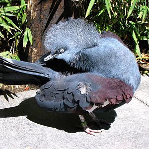 Blue Crowned Pigeon - Wings of Asia Aviary