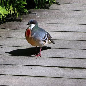 Bleeding Heart Pigeon - Wings of Asia Aviary