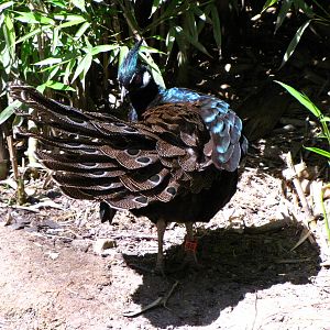 Palawan Peacock Pheasant - Wings of Asia Aviary