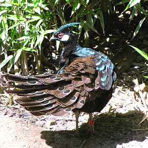 Palawan Peacock Pheasant - Wings of Asia Aviary