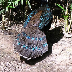 Palawan Peacock Pheasant - Wings of Asia Aviary