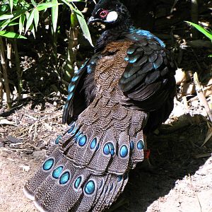 Palawan Peacock Pheasant - Wings of Asia Aviary