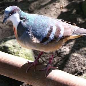 Bleeding Heart Pigeon - Wings of Asia Aviary