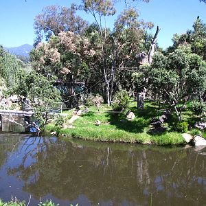 White-handed Gibbon Habitat
