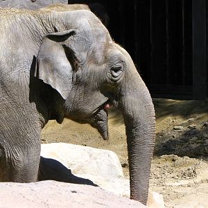 Asian Elephant