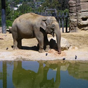 Asian Elephant