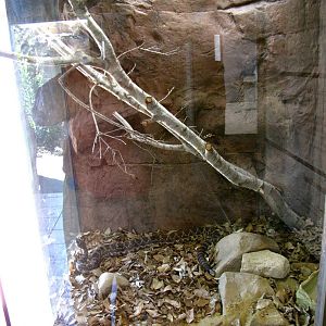 Rattlesnake Canyon Exhibit